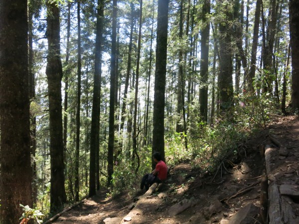 No more Monarch Butterflies at El Rosario Sanctuary