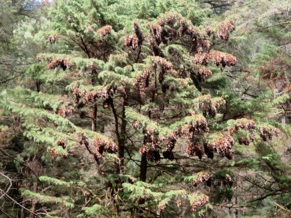 Monarch Butterflies at Cerro Pelon Sanctuary in Mexico