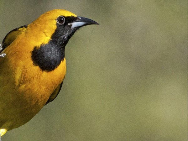 Hooded oriole