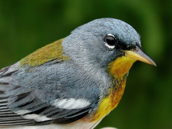 Northern parula, Penn State