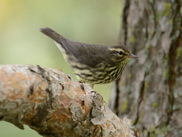 Northern waterthrush