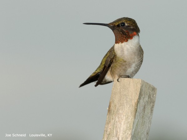 Ruby-throat arriving along the Florida coast