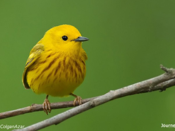 Yellow warbler
