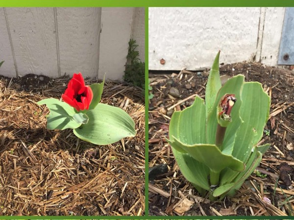 Bunny chomped tulip flowers