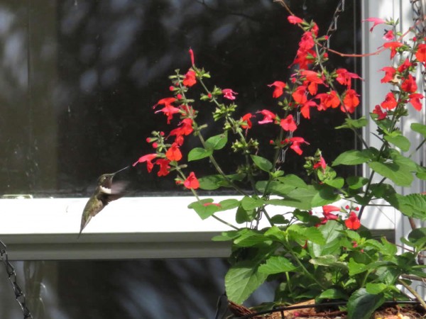 Ruby-throat nectaring on salvia flowers