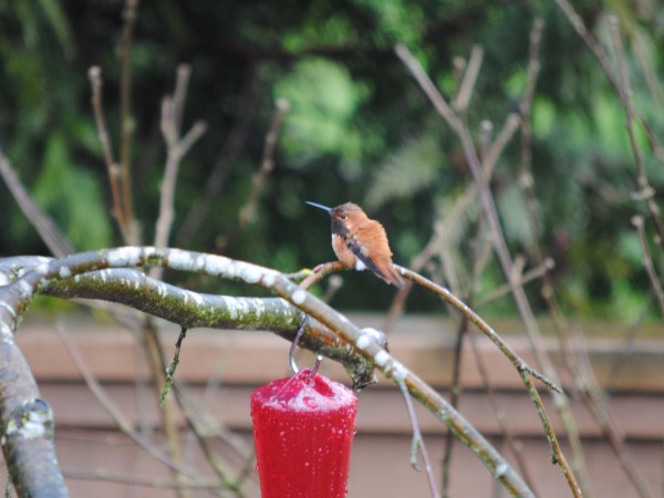 Rufous hummingbird arrives in British Columbia