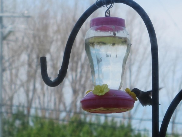 Ruby-throat at feeder