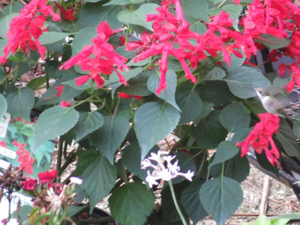 Female ruby in the flowers