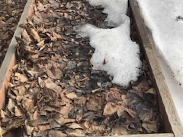 Emerging in the snow.