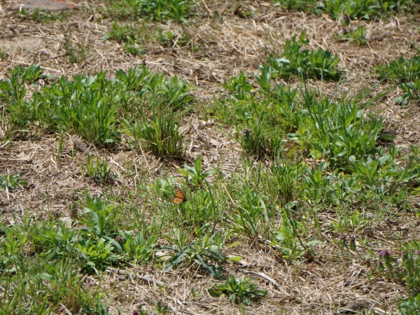 Monarch butterfly searching for milkweed.