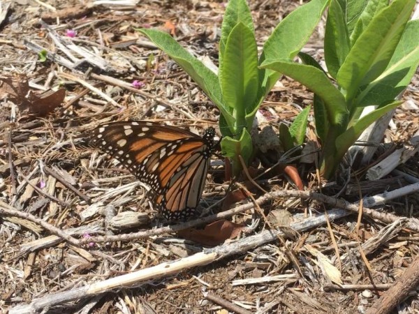 First sighting reported from Virginia spring migration 2018