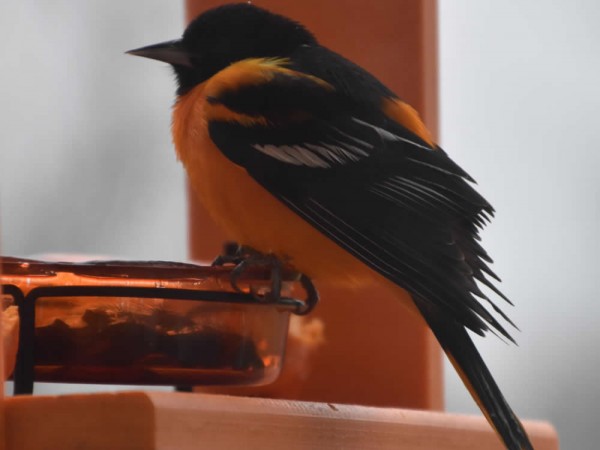 Baltimore Oriole at the feeder