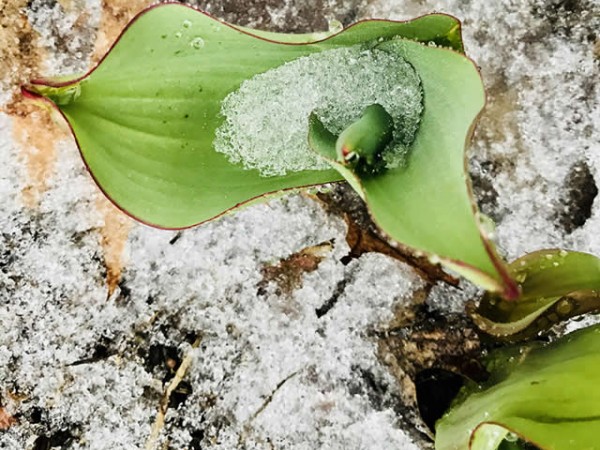 Snow on tulips