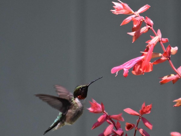 Ruby nectaring on sage.