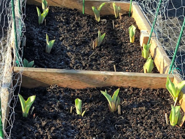Tulip garden emerging in Kodiak, Alaska