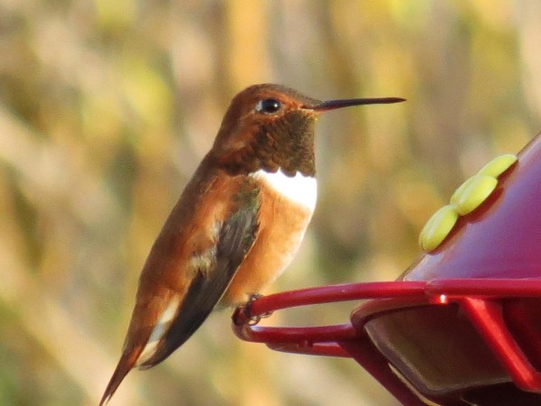 Rufous in Potlatch, Idaho.
