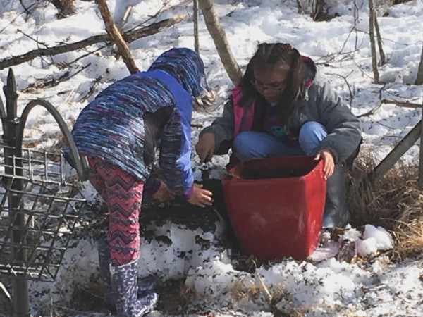 Students repotting tulip bulbs dug out by squirrels