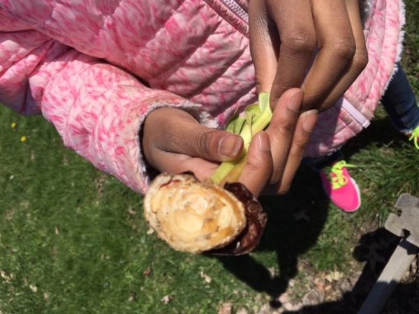 Tulip bulb pulled out of garden and munched on.