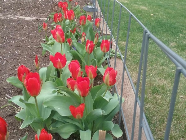Blooming tulips in Lewistown, Montana garden