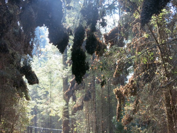 Image from El Rosario April 3, 2018