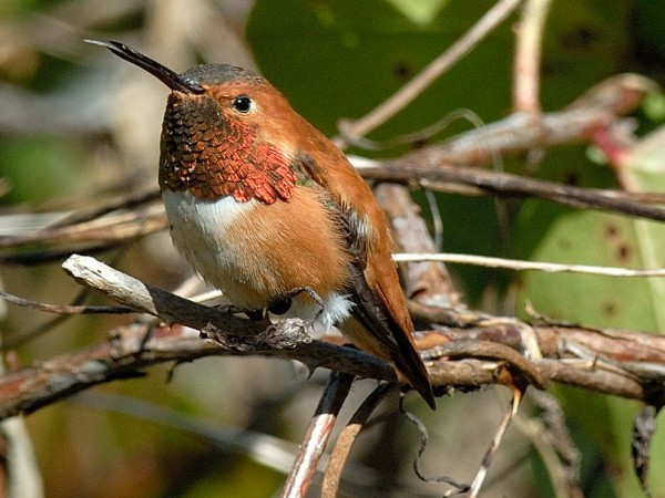Male Rufous hummingbird.