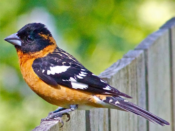 Black-headed Grosbeak   Photo: Jerry McFarland