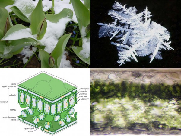 How does freezing affect plants?