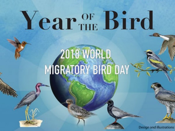 Year of the Bird: Geolocators, Paula Romero