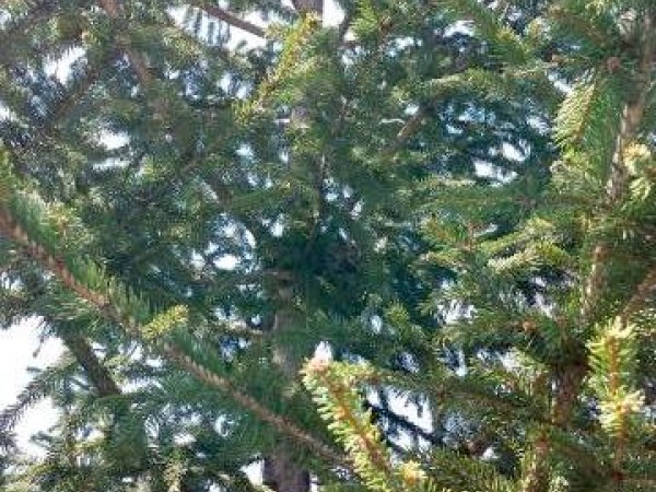 Nest in evergreen tree by Beverly Baker