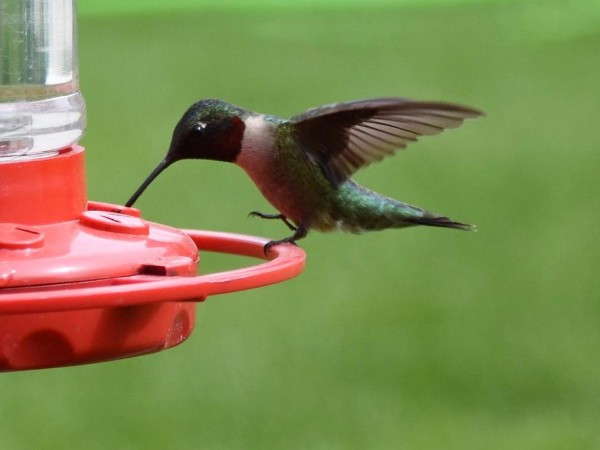 First sighting of Ruby in IL