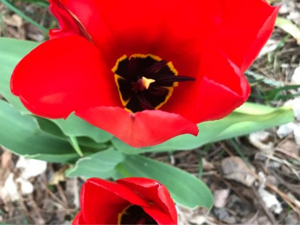 Blooming in New York