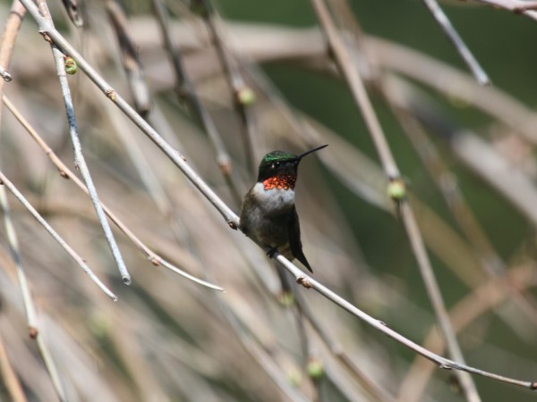Male ruby in the bush