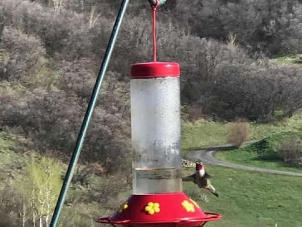 Broad-tailed hummingbird
