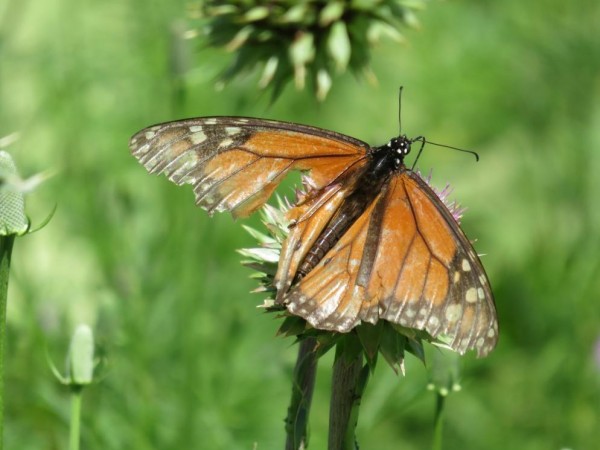 Faded monarch nectaring in Driftwood, Texas on May 6, 2018