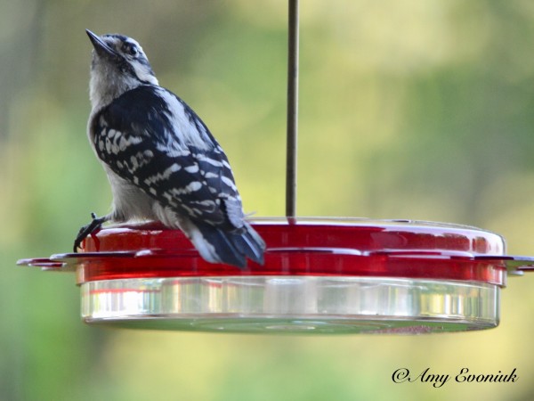 woodpecker on nectar feeder