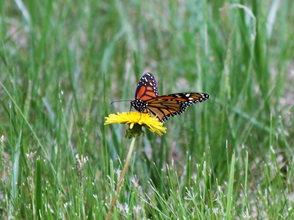 Nectaring in Michigan
