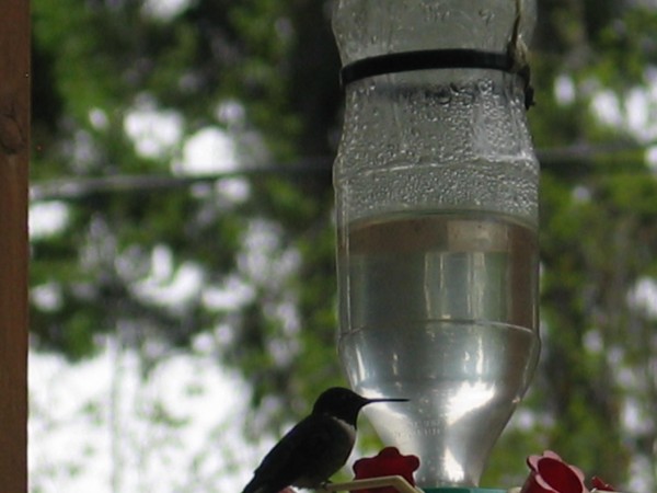 First Ruby in Saskatchewan