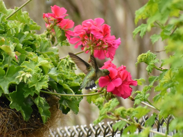 Ruby-throat nectaring on geranium.