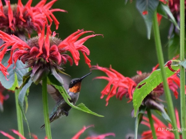 Male Rubythroat in Monarda flowers