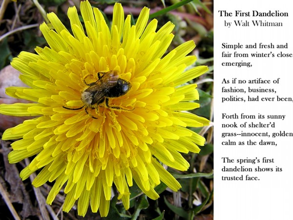 Dandelion poem by Walt Whitman