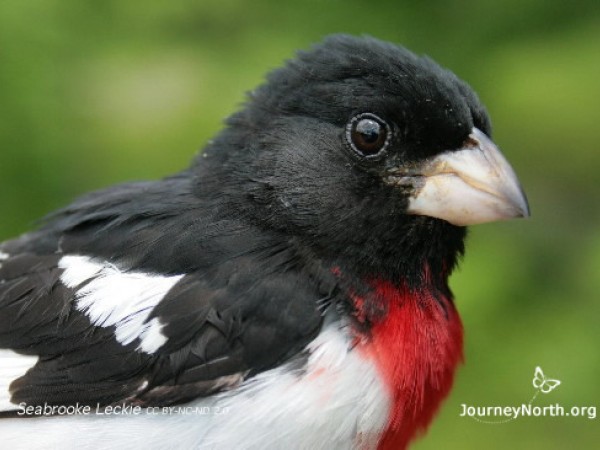 Rose-breasted grosbeak male, Photo Seabrooke Leckie