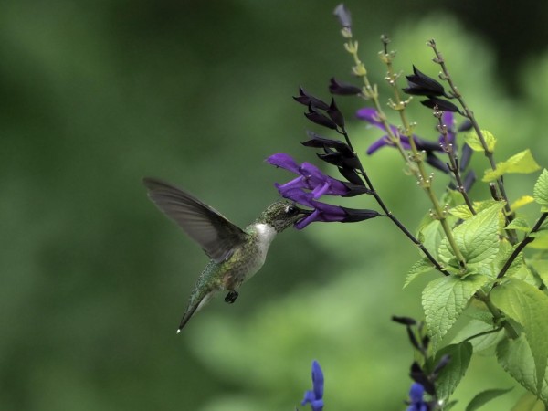Image of hummingbird by Lee Levin-Friend
