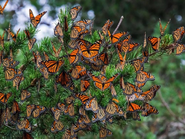 Monarch butterflies roosting in East Tawas, Michigan