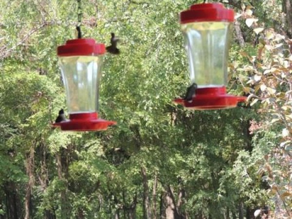 Image of hummingbird by Sandra Wright