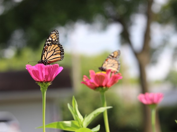 Monarch butterflies nectaring in Orleans, IA