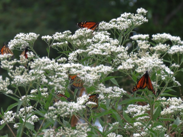 Monarch Butterflies nectaring in Cleveland, Ohio by Joan Scharf