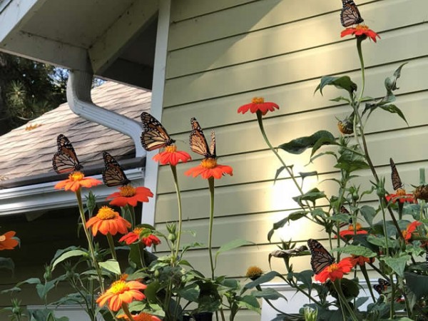 Monarch butterflies nectaring in Red Wing, MN