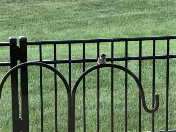 Image of hummingbird by Sheila Burnette