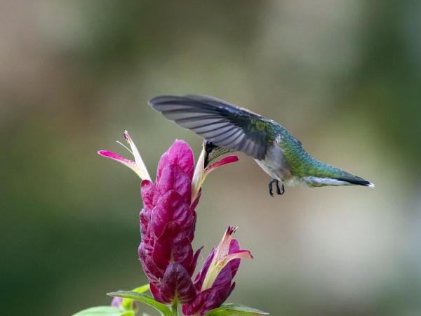 Image of hummingbird by Bud Hensley