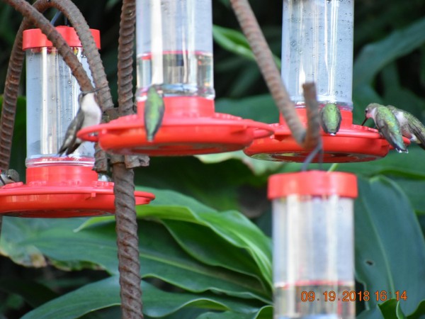 Image of hummingbirds by Glenda Kee